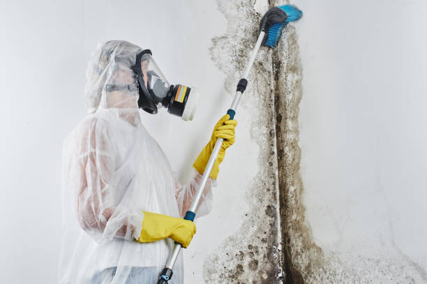 Best Mold Removal for HVAC Installations  in Ranchos De Taos, NM